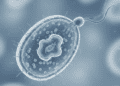 celulas procariontes caracteristicas estruturais