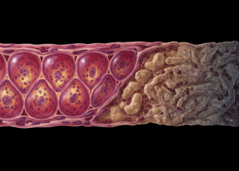 desenvolvimento e envelhecimento do sistema genital