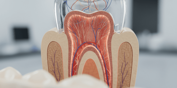 estrutura e anatomia interna do dente