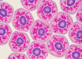 identificacao de glicogenio por reacao pas