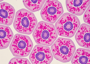 identificacao de glicogenio por reacao pas
