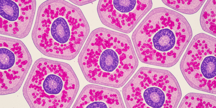 Identificação de Glicogênio por Reação PAS: Uma Abordagem Detalhada 1 identificacao de glicogenio por reacao pas