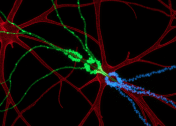 localizacao citoquimica de catecolaminas fluorescencia e neurotransmissores