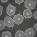 Microscopia de Contraste de Fase: Observação de Células Vivas em Odontologia 8 microscopia de contraste de fase observacao de celulas vivas em odontologia