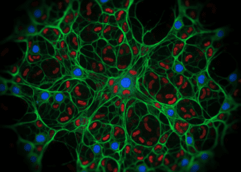 microscopia de fluorescencia para constituintes celulares