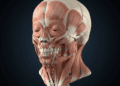 musculos da mastigacao e articulacao temporomandibular