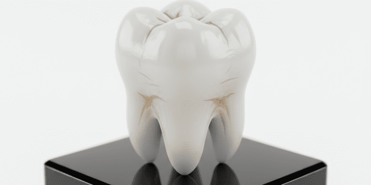 nomenclatura e morfologia dental