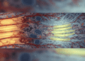 tecido muscular e recuperacao de lesoes musculares